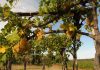Un vignoble avec les modes de culture antiques