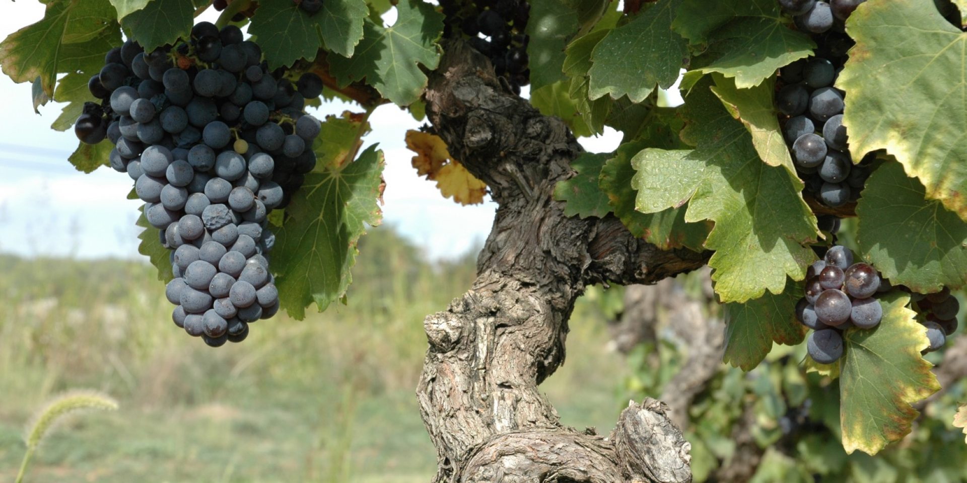 Un vignoble de Costières-de-Nîmes